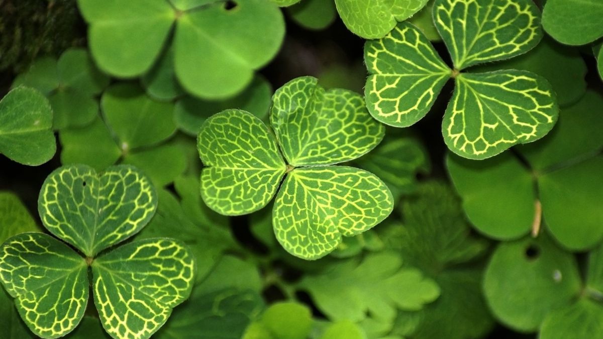 5 curiosidades sobre el patrón de Irlanda