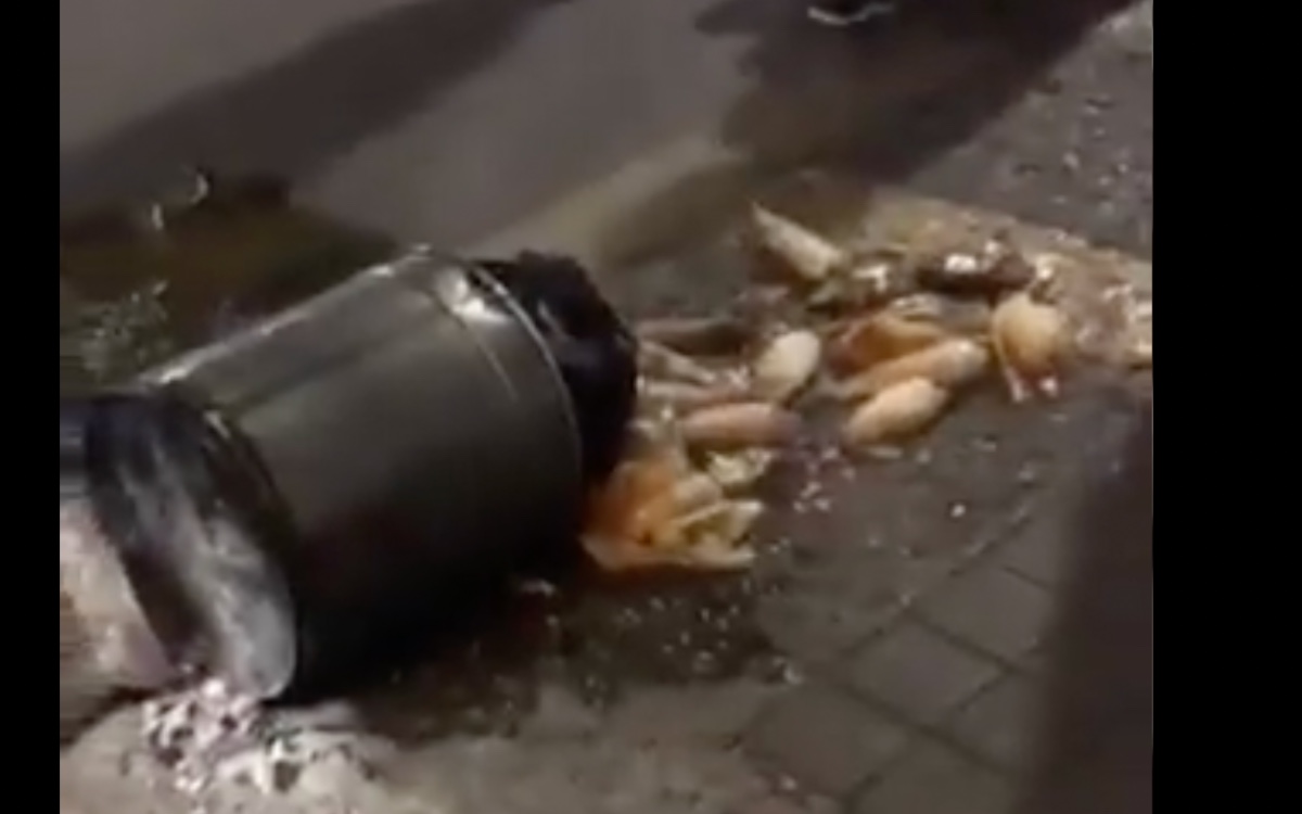 Aclaran presunta agresión de policía a vendedor de tamales en CDMX | Video