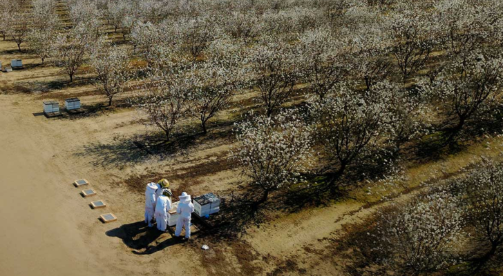 Beeflow recauda $ 8,3 millones para salvar a las abejas y ponerlas a trabajar