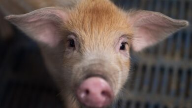 Bill Gates wants Western countries to eat ‘synthetic meat’; Meatable has raised $47 million to make it