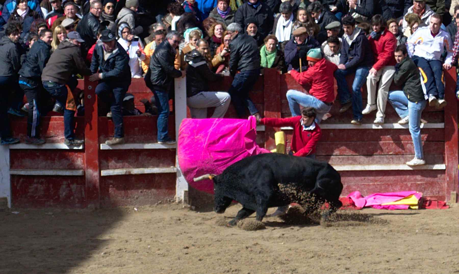 Carnaval del Toro en Ciudad Rodrigo: fecha y encierros