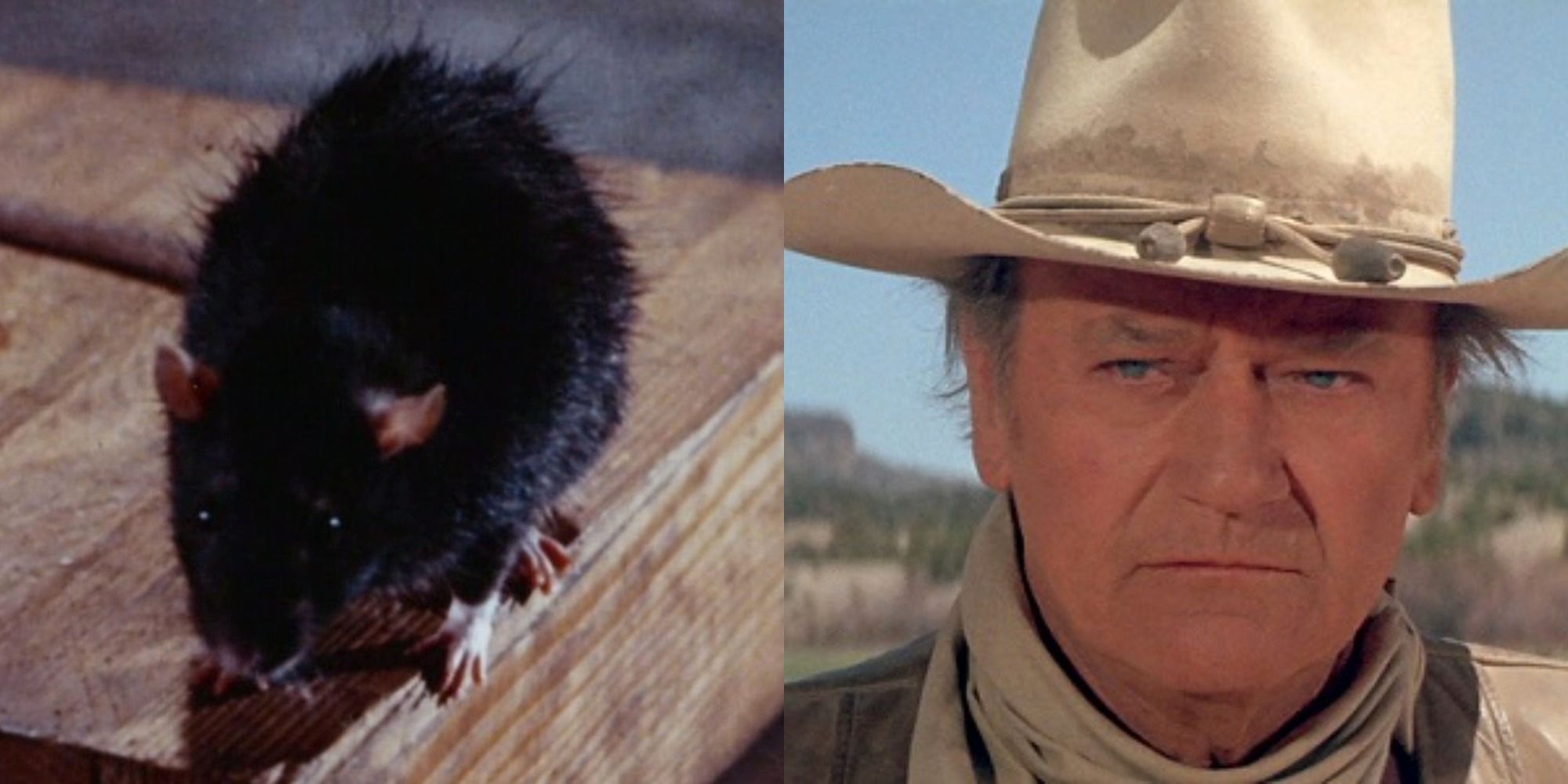 Clásicos olvidados 50 años después: 10 películas de 1972 que merecen volver a ver