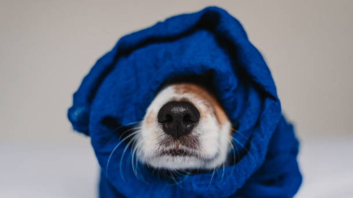 Cómo saber si mi perro soporta el frío y consejos para pasearlo en invierno