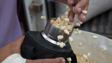 Conacyt recomienda al gobierno reducir 50% las importaciones de glifosato