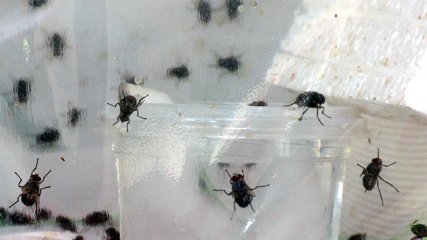 Diminuta mosca “vampiro” amenaza a decenas de aves en isla latinoamericana