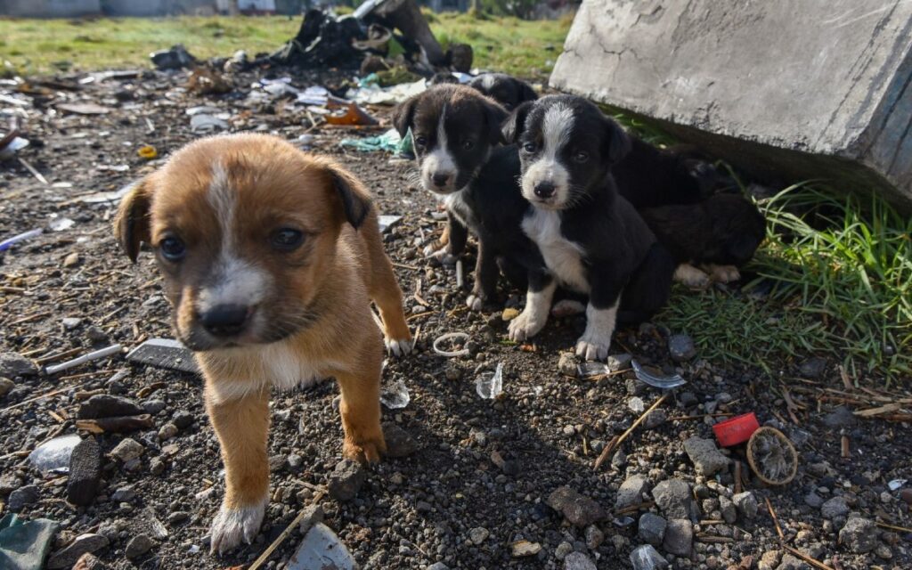Diputado propone hasta 10 años de cárcel a quien abandone animales de compañía