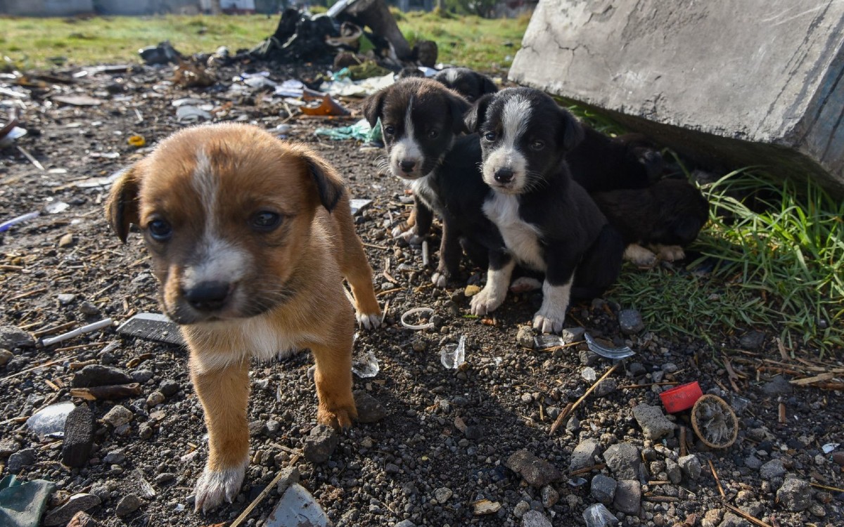 Diputado propone hasta 10 años de cárcel a quien abandone animales de compañía