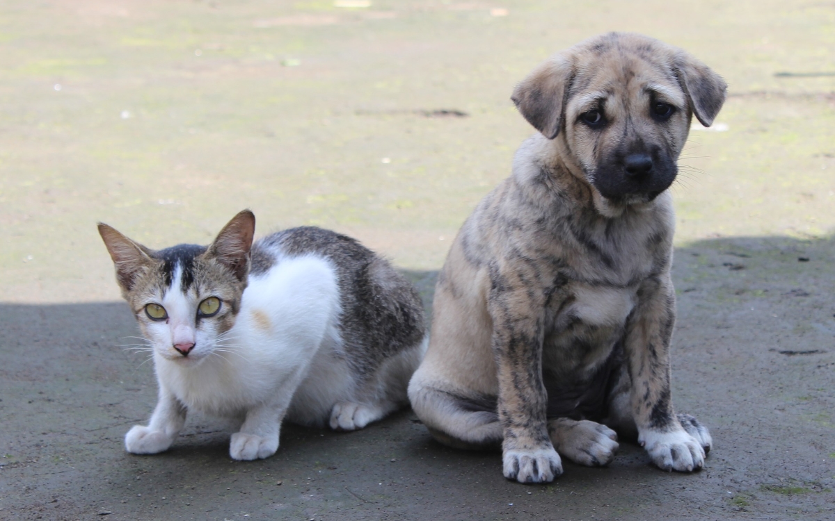 Diputado propone reforma para regular compra y venta de animales de compañía