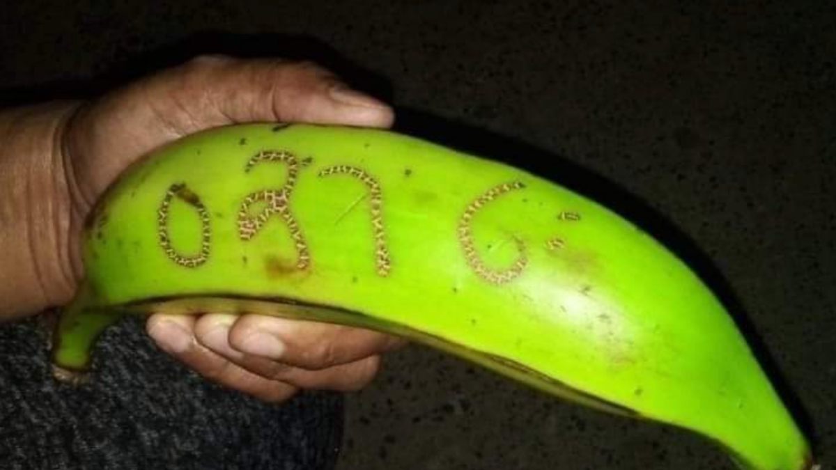El número escrito en un plátano hace millonarios a 2.000 personas en Boyacá, Colombia