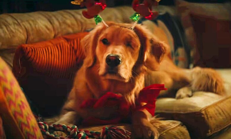 El video de Hawkeye combina todas las mejores escenas de Lucky The Pizza Dog