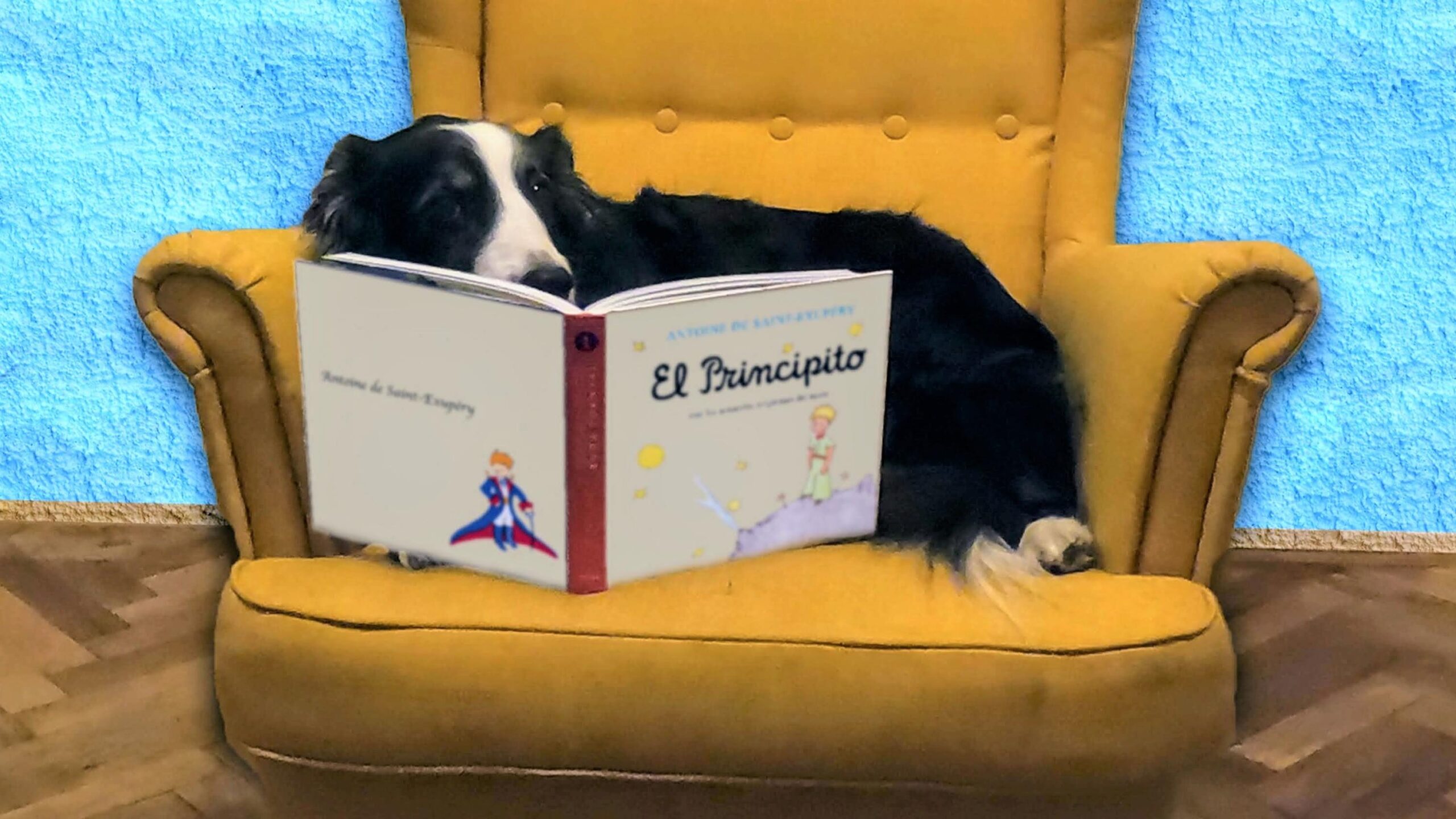 Estudio: los perros pueden diferenciar entre dos idiomas