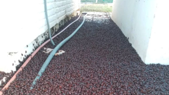 Increíble: millones de escarabajos invaden un pueblo en Argentina