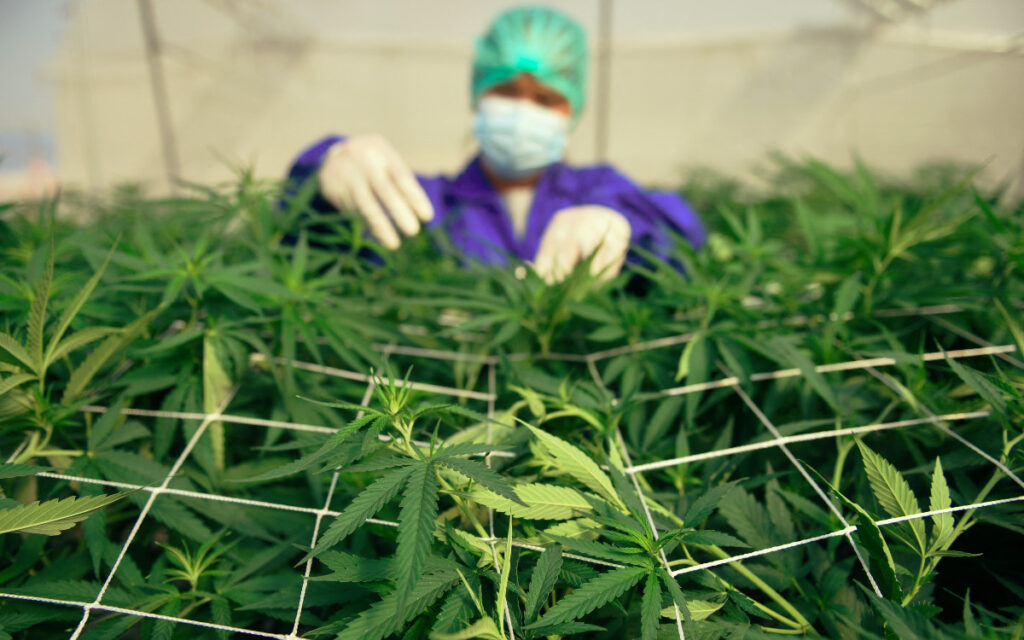 Investigadores cuestionan efectividad de compuestos de mariguana para tratar Covid