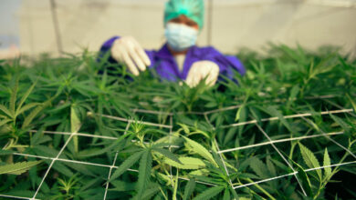 Investigadores cuestionan efectividad de compuestos de mariguana para tratar Covid