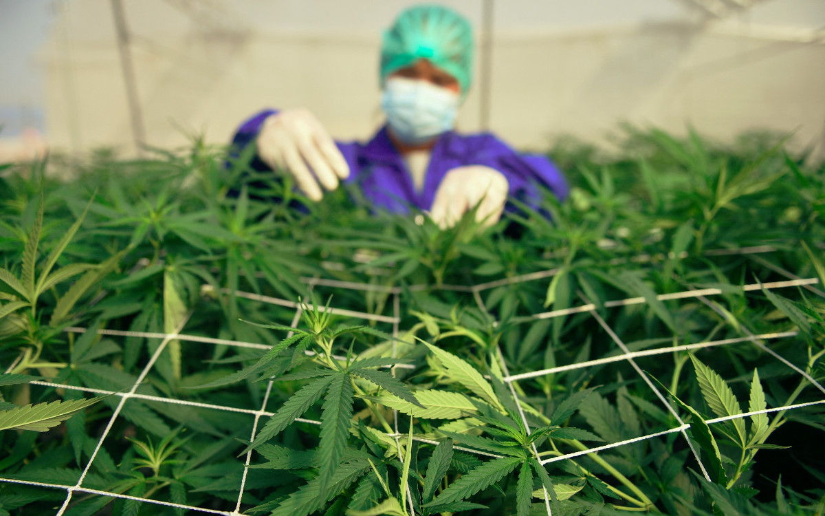 Investigadores cuestionan efectividad de compuestos de mariguana para tratar Covid