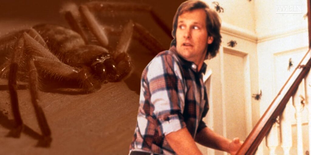 Jeff Daniels de Arachnophobia obtiene un gusano asesino de arañas que lleva su nombre