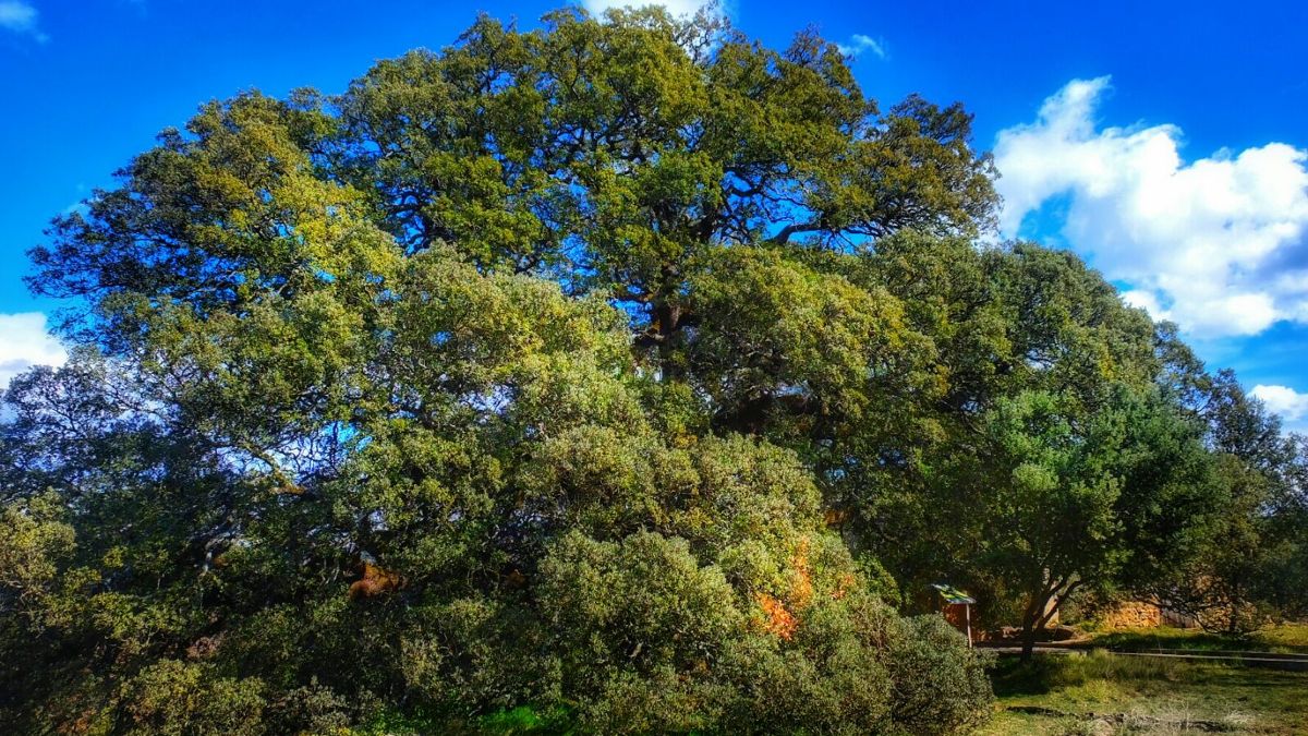 La Carrasca Milenaria de Lecina, elegida árbol europeo de 2021