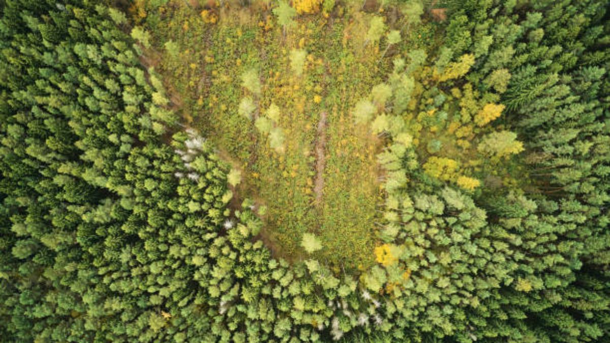 La destrucción de los bosques tropicales aumentó en 2020