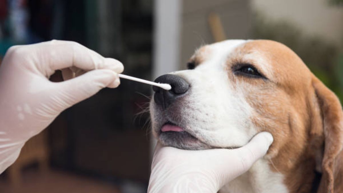 La variante británica puede provocar problemas cardíacos en mascotas