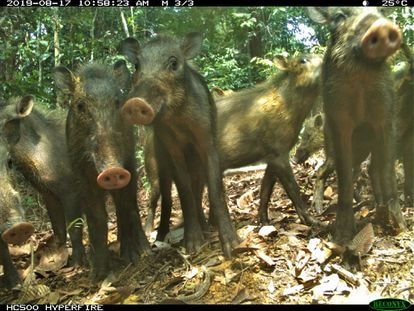 Jabalíes barbudos (Sus barbetus) captados por una cámara trampa terrestre. Imagen cedida por Jessica Haysom.