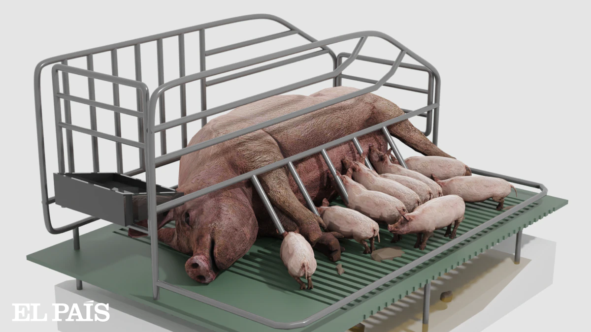 Las macrogranjas, paso a paso: un proceso industrial para criar 53 millones de cerdos al año