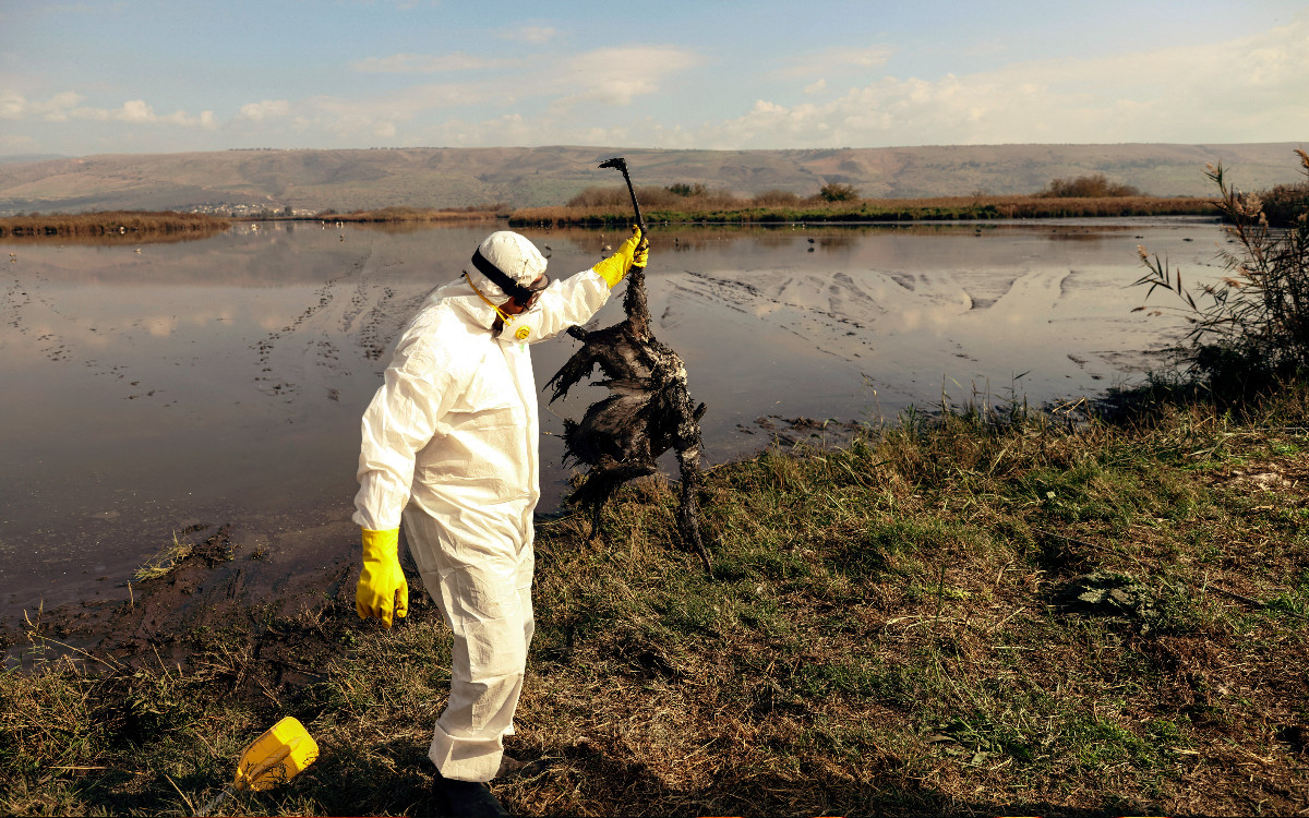 Lo que faltaba: Nueva gripe aviar tiene un mayor riesgo de propagación a los humanos