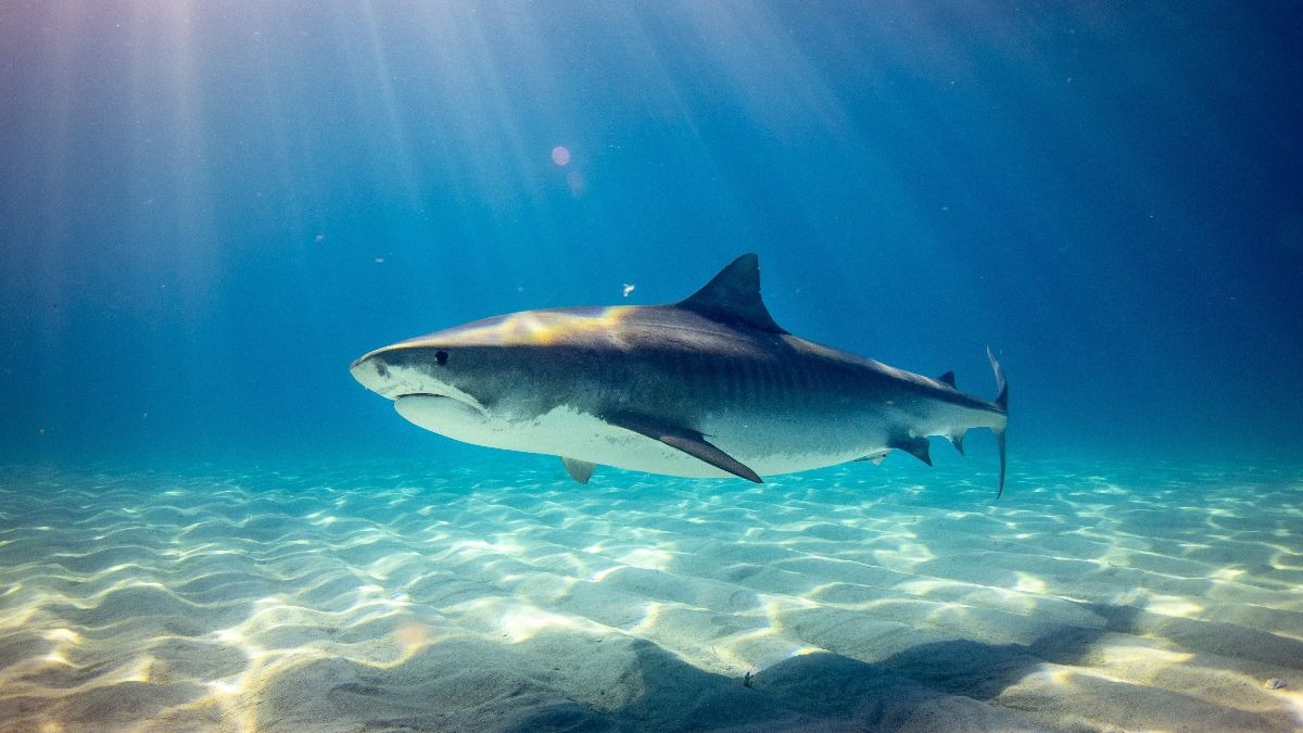 Los 3 tiburones más grandes del océano