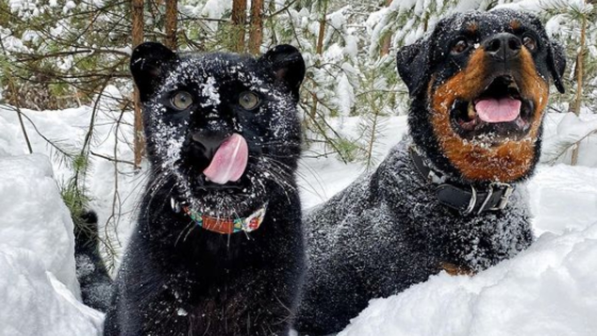 Luna, la pantera criada junto a un rottweiler, última sensación de TikTok