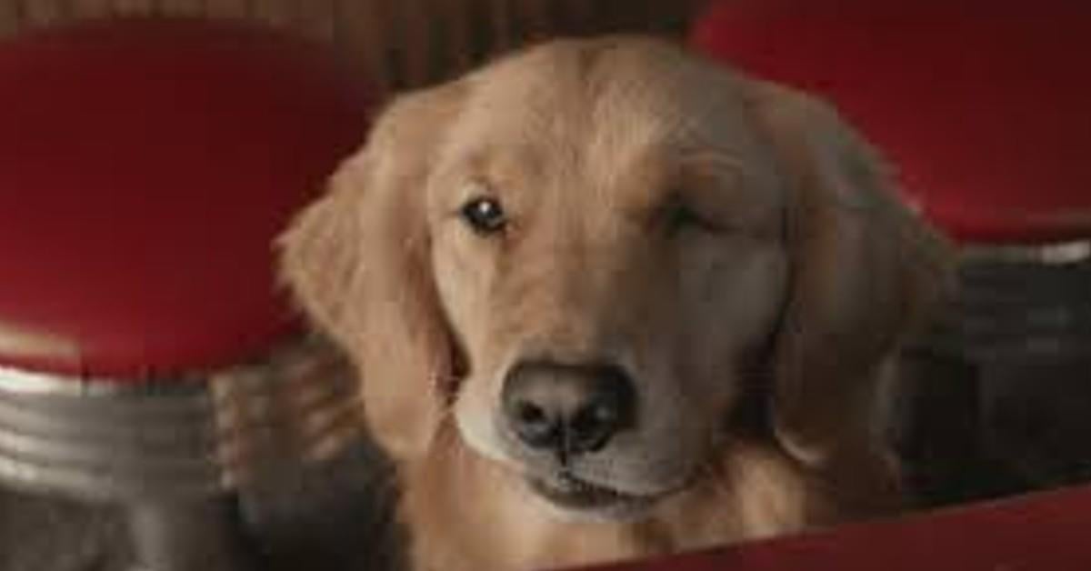 Nuevo video muestra a Jolt the Dog haciendo sus propias acrobacias como Lucky the Pizza Dog