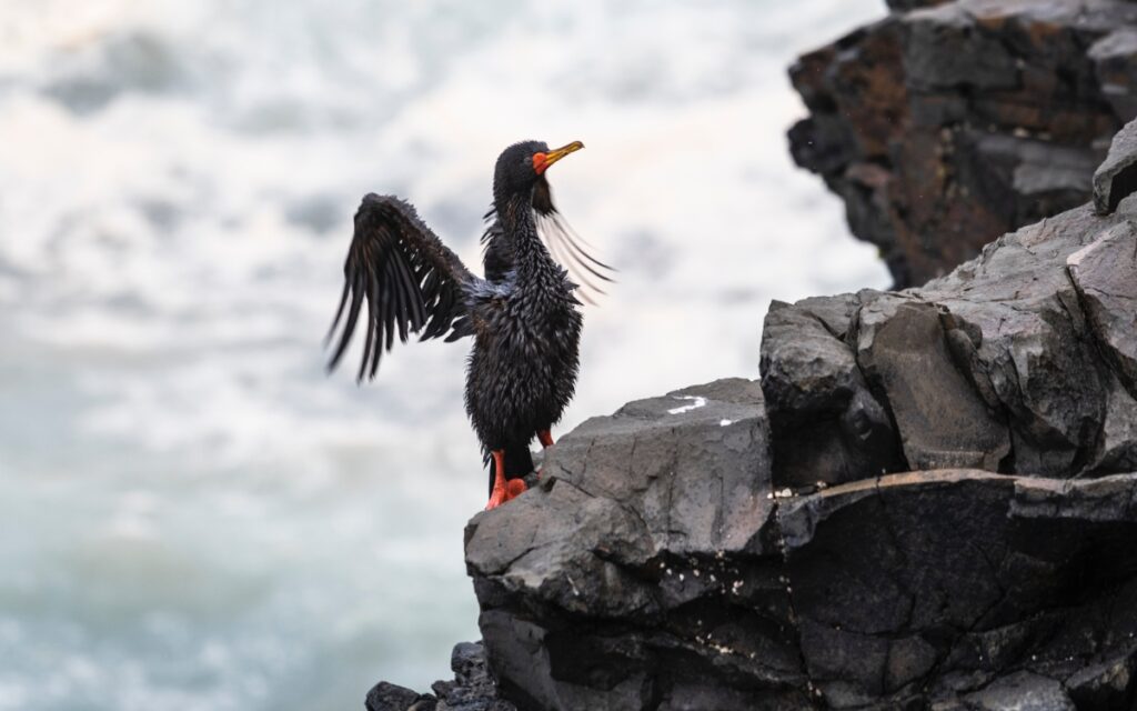Perú declara emergencia ambiental en zona del derrame de petróleo