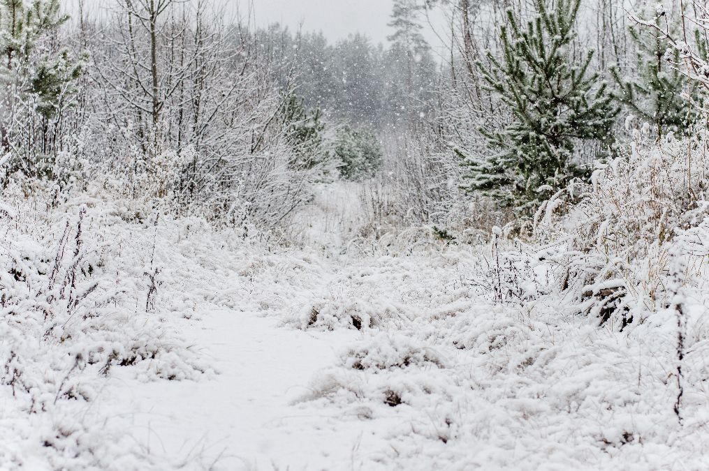 Refranes de nieve para recibir la borrasca Filomena