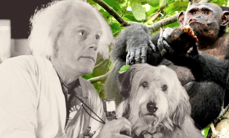 Regreso al futuro: explicación de Doc's Cut Monkey Sidekick