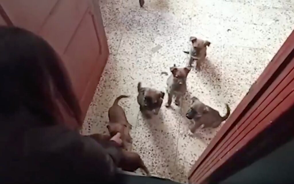 Rescatan a 12 perritos maltratados en la Gustavo A. Madero; hay un detenido