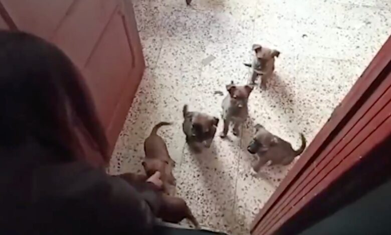 Rescatan a 12 perritos maltratados en la Gustavo A. Madero; hay un detenido