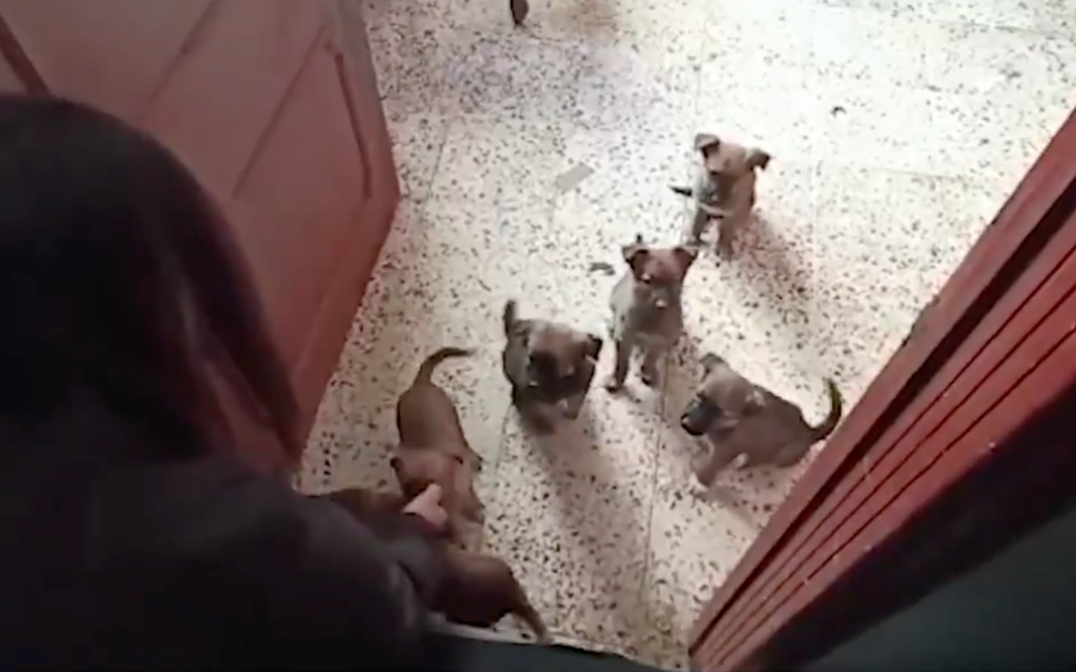 Rescatan a 12 perritos maltratados en la Gustavo A. Madero; hay un detenido