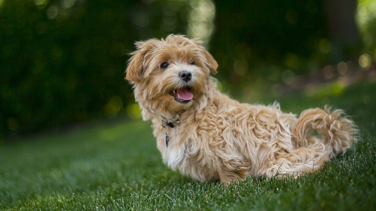 ¿Cómo cuidar las almohadillas de los perros? Consejos útiles