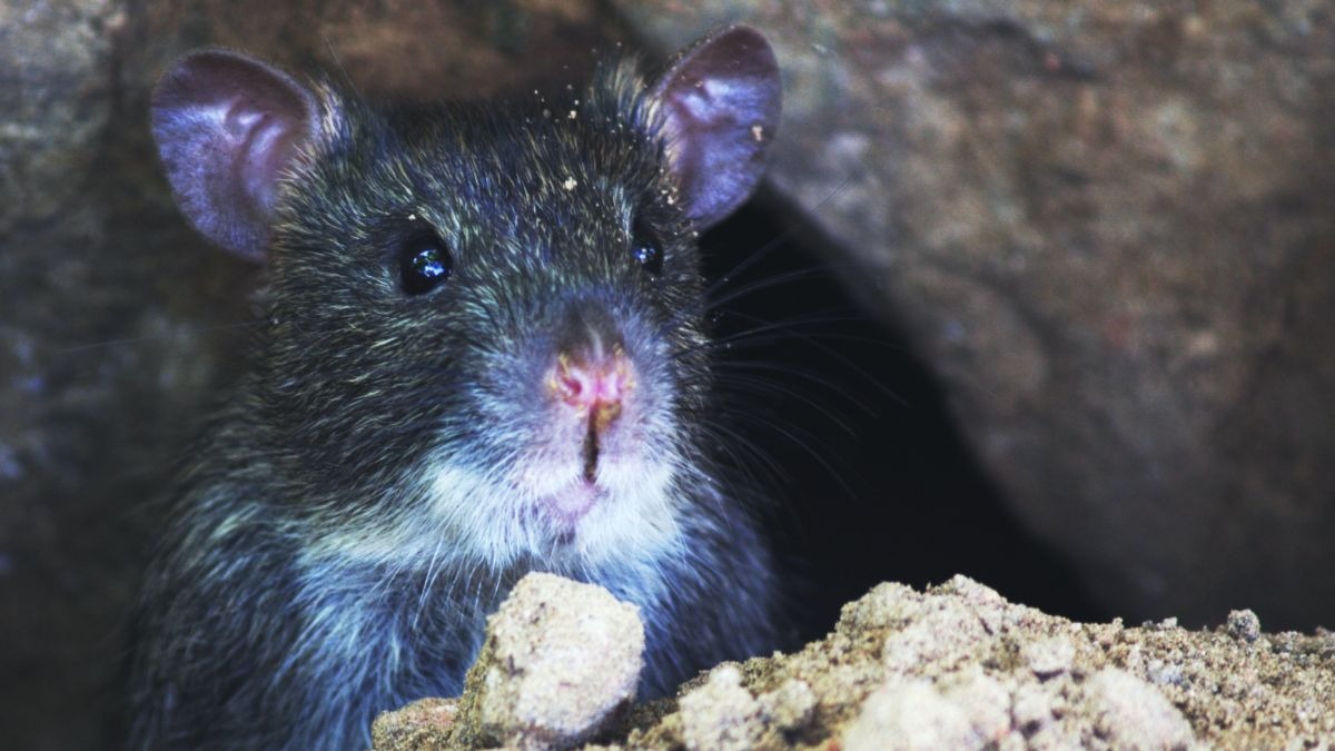 ¿Cómo son las ratas negras que han aparecido en Madrid? ¿Son peligrosas?