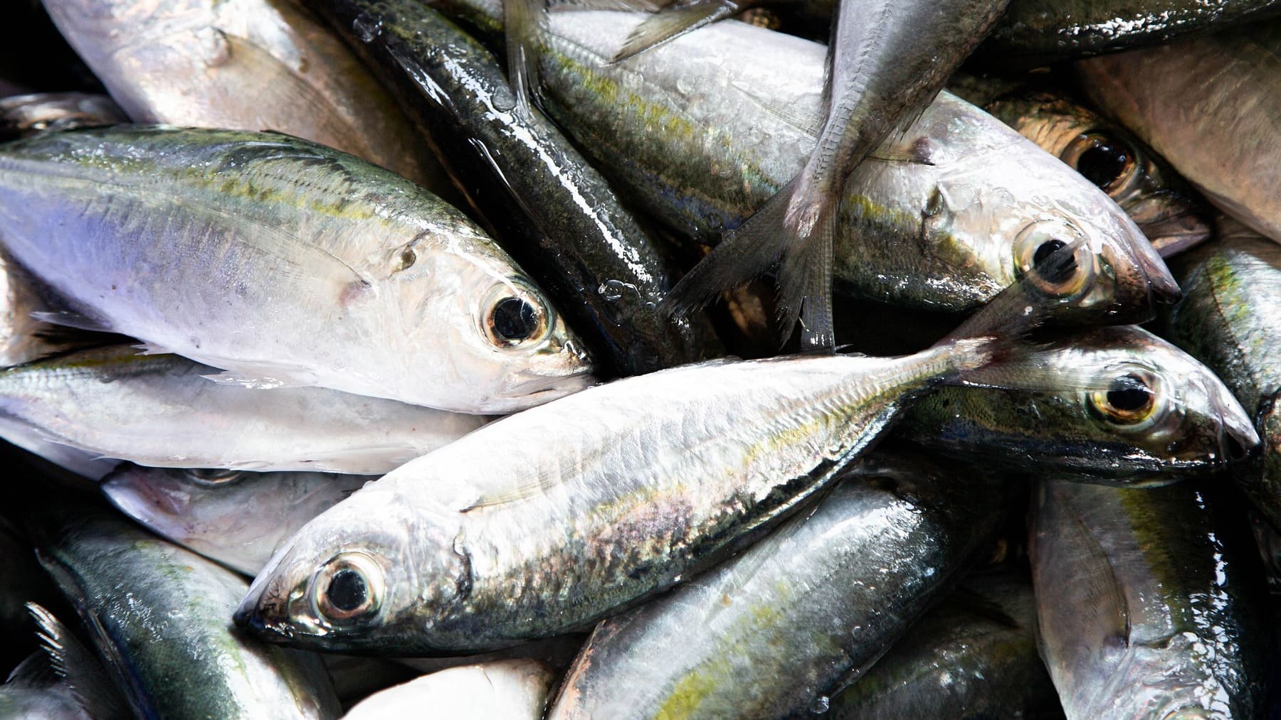 ¿Cuál es la diferencia entre el atún y el bonito?