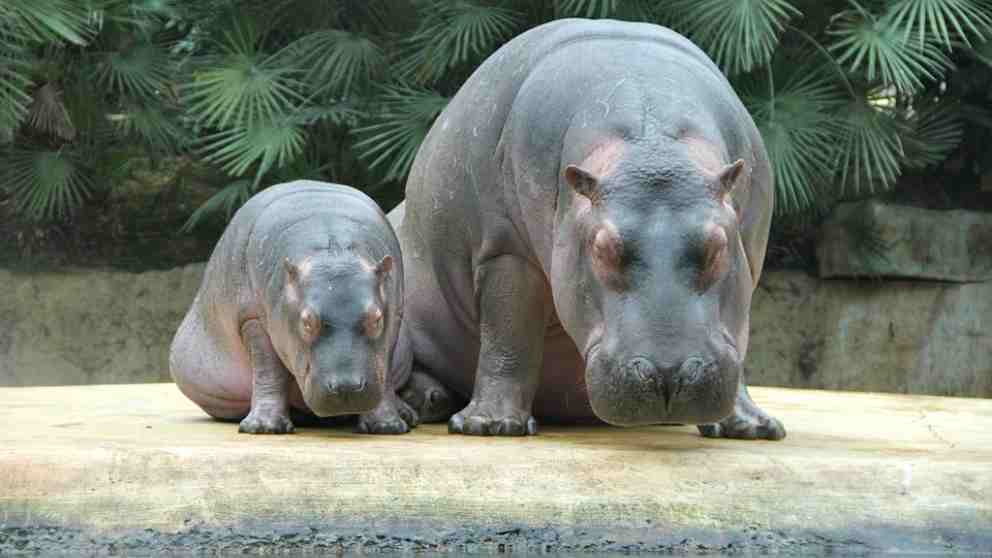 ¿Qué comen los hipopótamos?