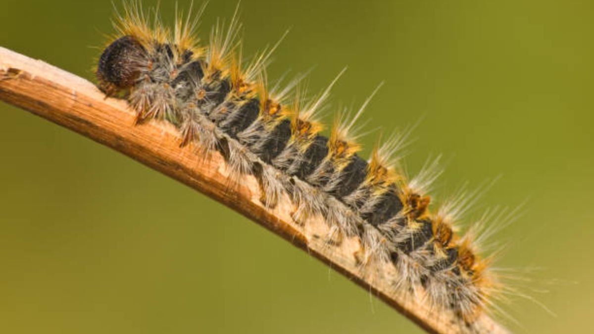 ¿Qué hacer si tu perro huele o se come una oruga procesionaria?