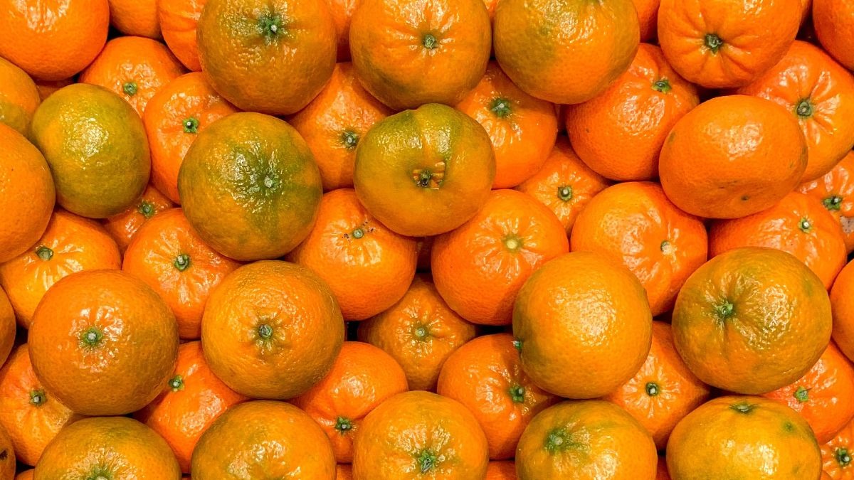 ¿Quieres sembrar un mandarino en casa? Te contamos cómo hacerlo