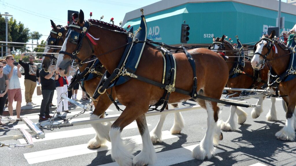 Comerciales del Super Bowl: vea los que se han estrenado hasta ahora