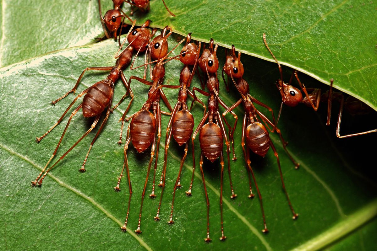 Las increíbles aventuras de un mirmecólogo a través del inmoral mundo de las hormigas