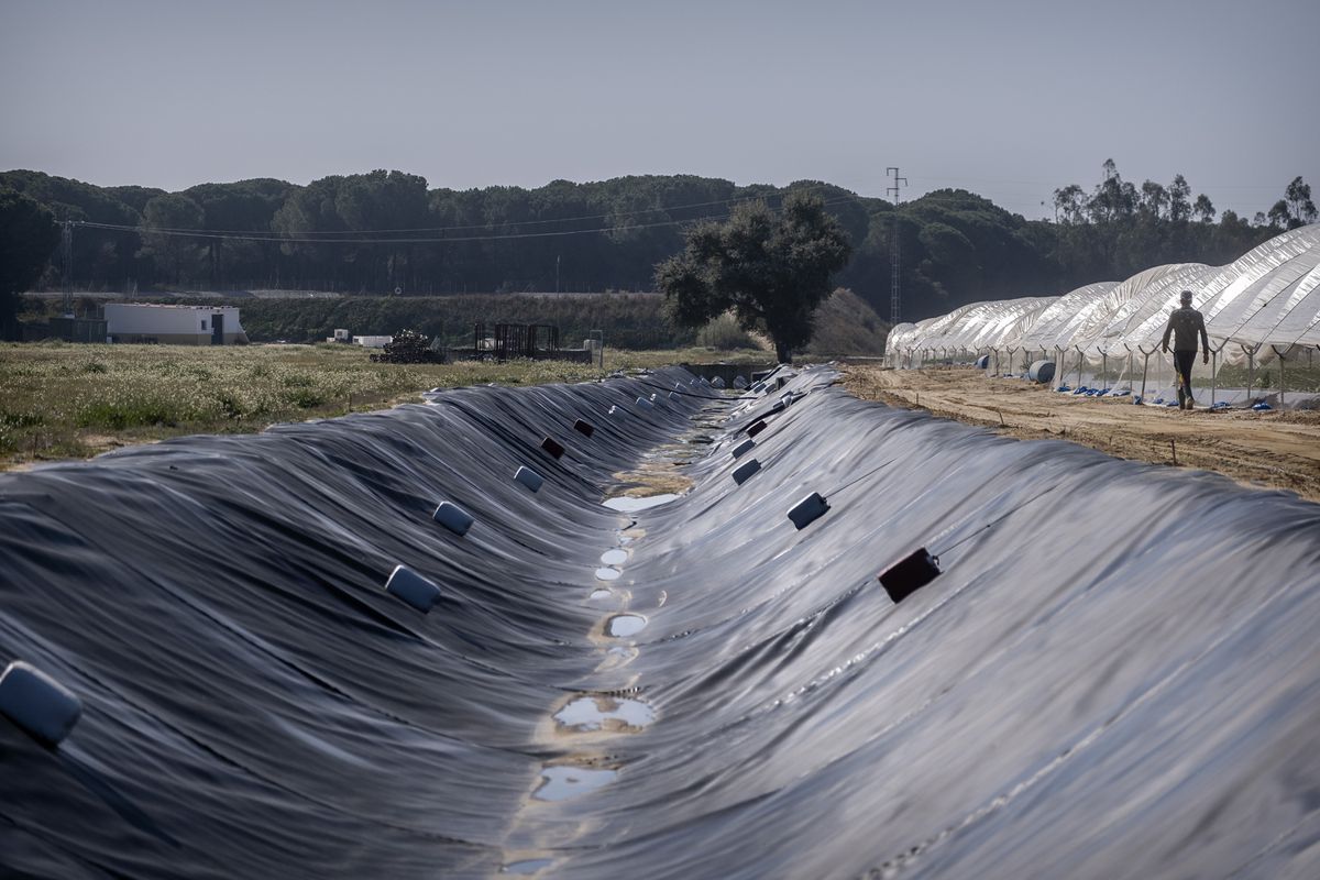 A la caza de los pozos ilegales de Doñana