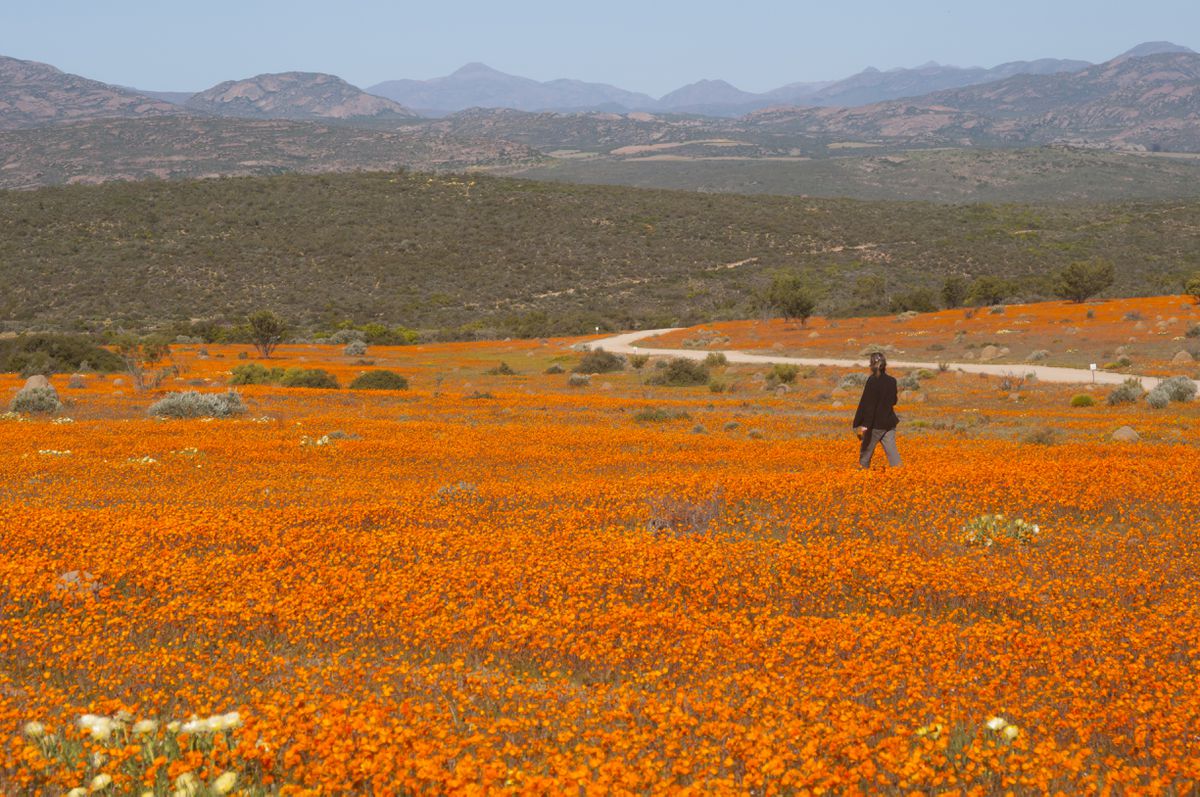 Las precoces margaritas sudafricanas encienden las alarmas
