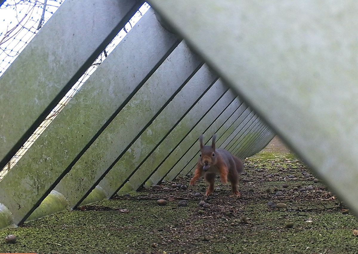 El puente que las ardillas tardaron casi una década en cruzar