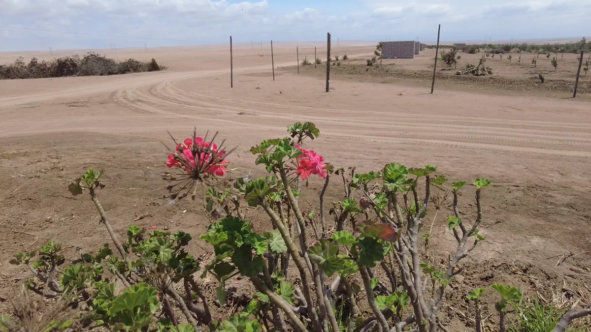 El insensato ‘milagro’ planeado para el desierto peruano