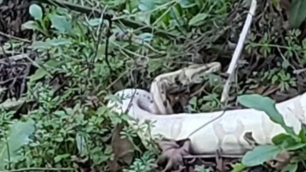 mujer que vio a la pitón abandonada en un parque de la Bahía