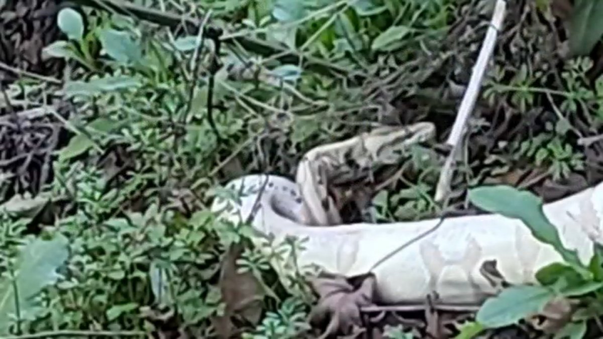 mujer que vio a la pitón abandonada en un parque de la Bahía