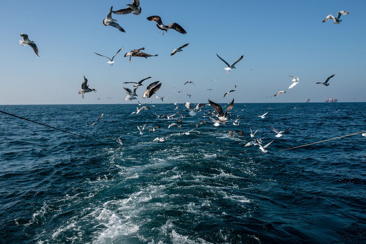 El Adriático norte, un hogar demasiado ruidoso para el delfín nariz de botella